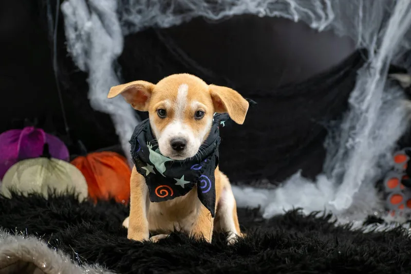 Boogie Pup thumbnail 3