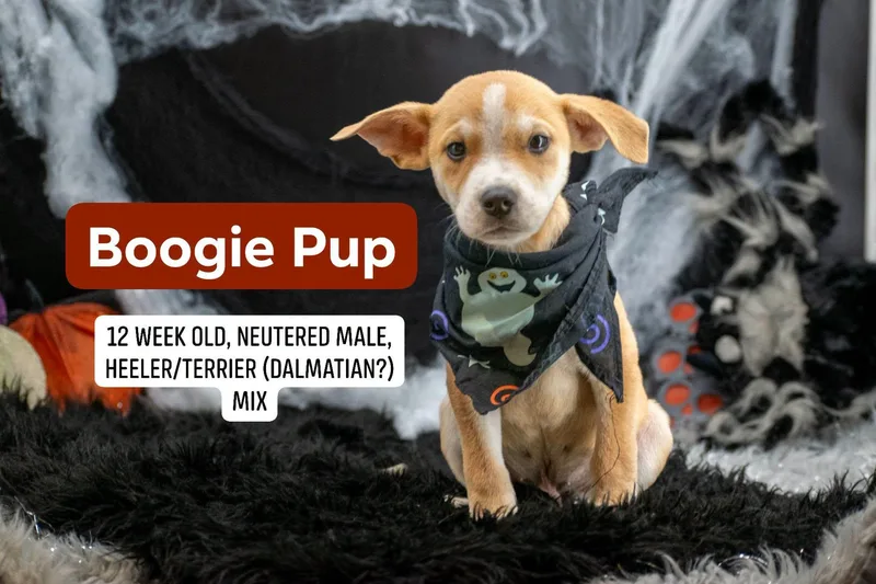Boogie Pup thumbnail 4