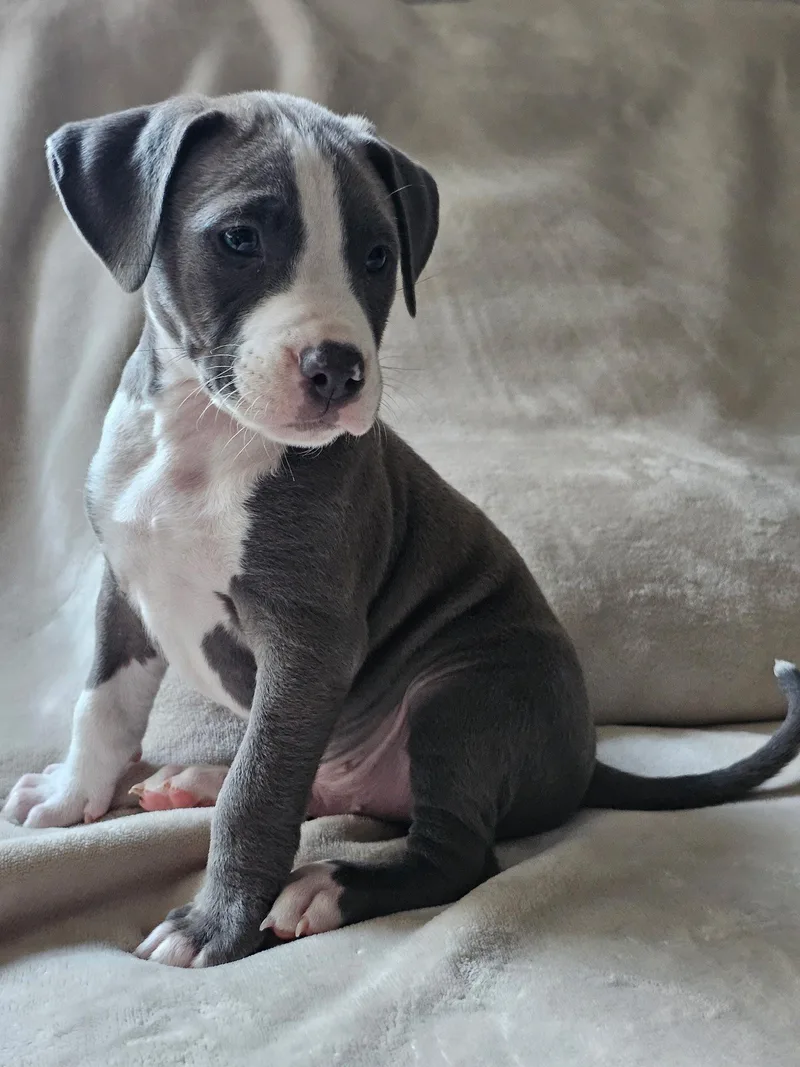 Nimbus  Stormie Litter