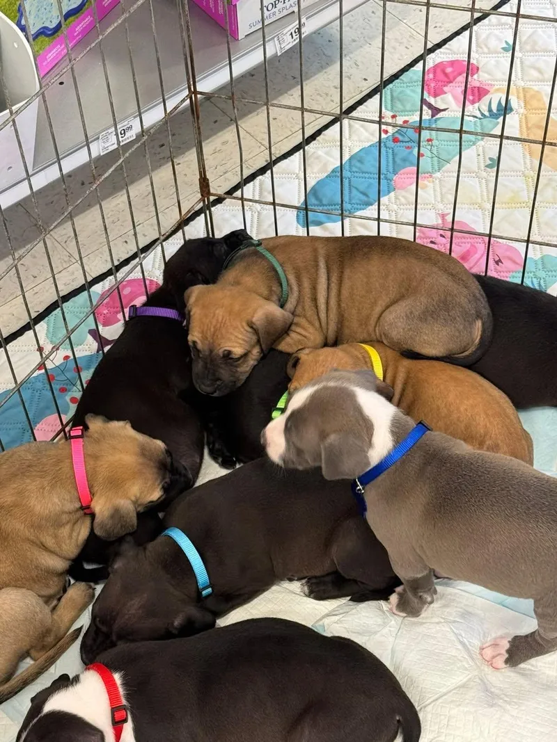 Nimbus  Stormie Litter thumbnail 2
