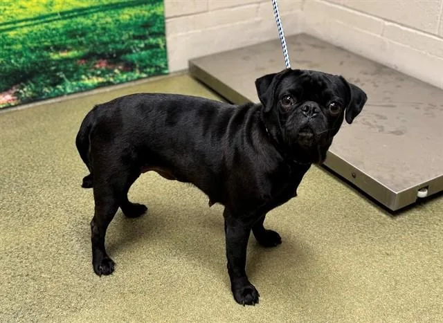 An adult small-sized female Pug dog named Parsnip for adoption in Moreno Valley, CA