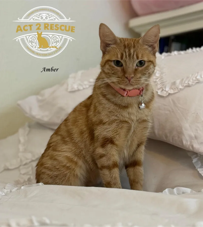 An adult medium-sized female Orange / Red Domestic Short Hair cat named Amber for adoption in Riverside, CA