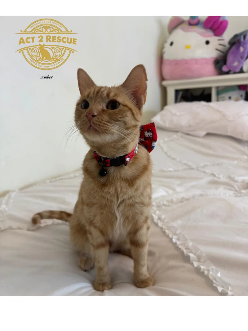 Amber thumbnail 3