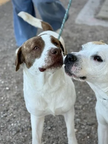 An adult large-sized female Mixed Breed dog named Uma for adoption in El Paso, TX