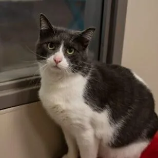 Sprinkles thumbnail 5