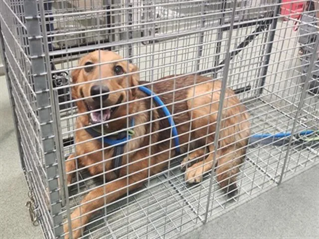 A young medium-sized female Mixed Breed dog named Tallulah for adoption in Santa Fe, NM