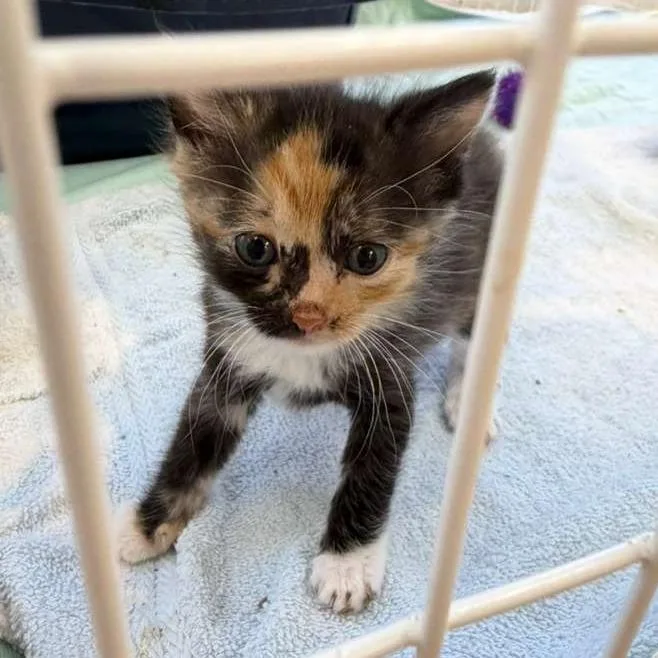 A baby small-sized female Black Domestic Short Hair cat named Mali for adoption in Gadsden, AL