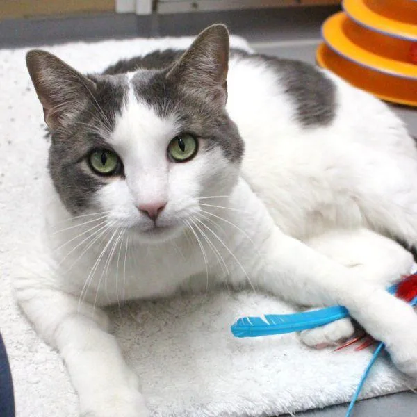An adult medium-sized male Domestic Short Hair cat named Tom for adoption in Des Moines, IA