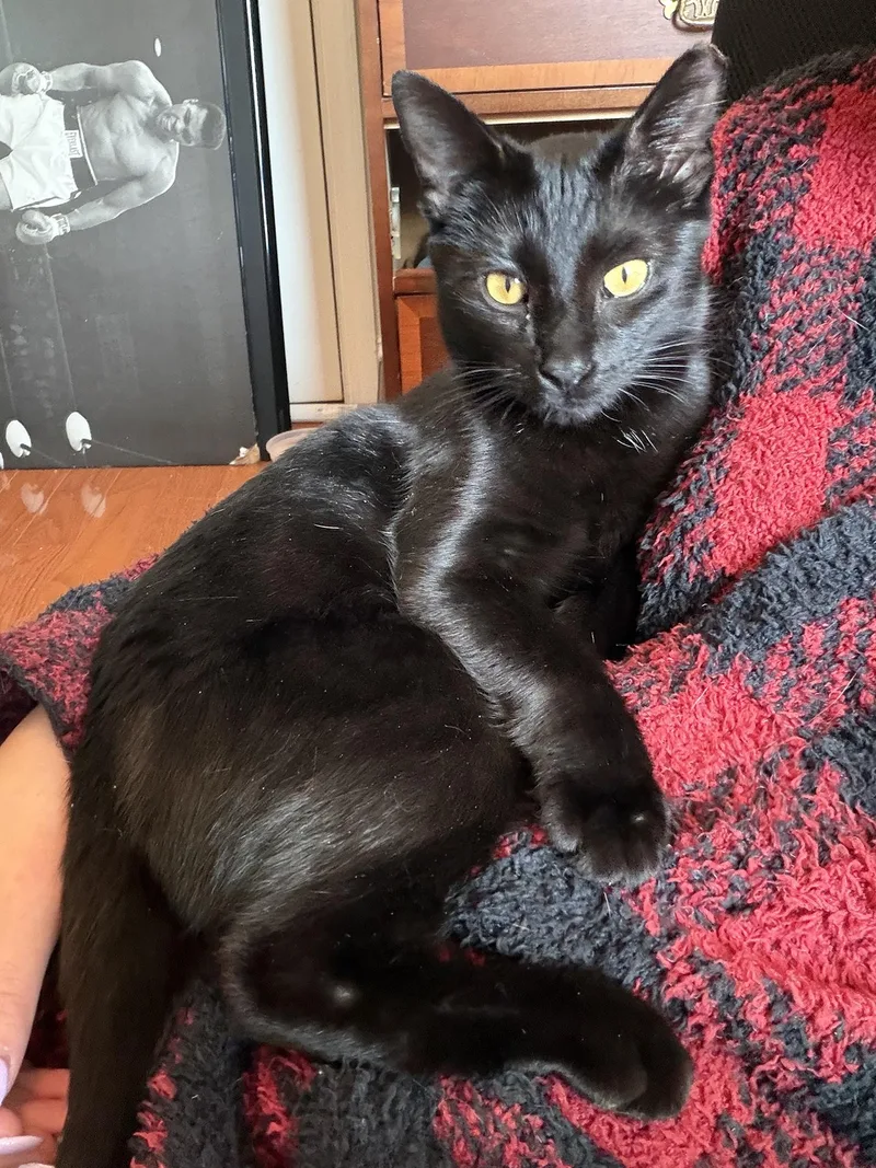A young small-sized female Black Domestic Short Hair cat named Sweetie Sears for adoption in Philadelphia, PA