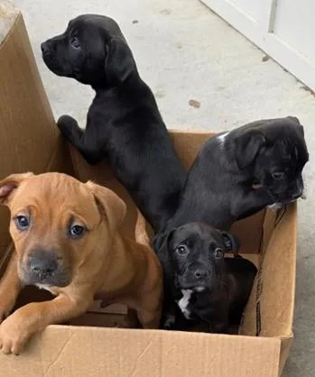 A baby medium-sized male Mixed Breed dog named Arfy for adoption in Madison, NJ