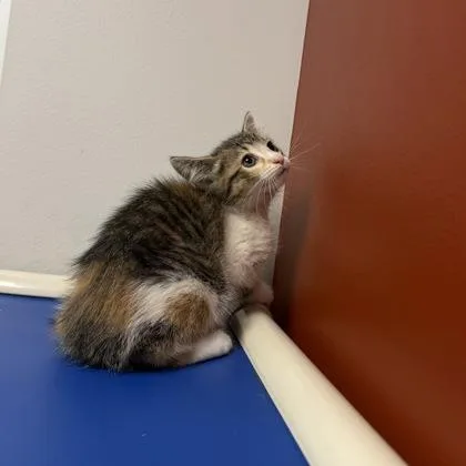 A baby small-sized female Domestic Short Hair cat named Blossom for adoption in Janesville, WI
