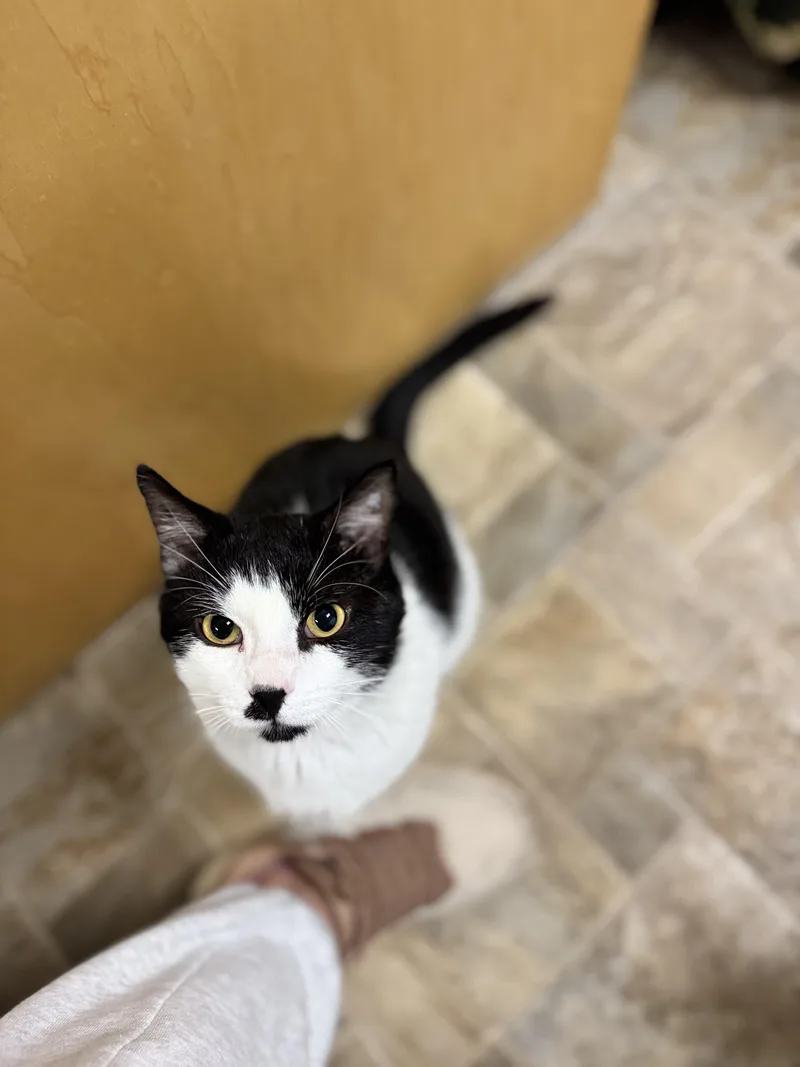 An adult medium-sized male Black Domestic Short Hair cat named Arnold for adoption in Dodgeville, WI