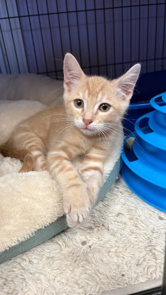 A baby small-sized male Domestic Short Hair cat named Pj for adoption in Lewisville, TX