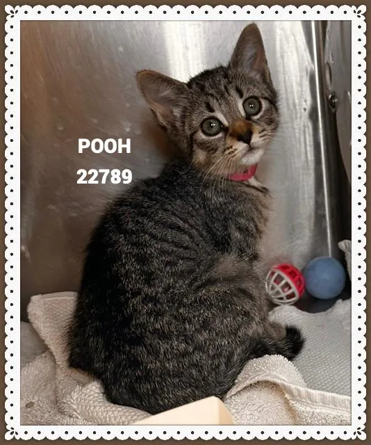 A baby small-sized female Domestic Medium Hair cat named Pooh for adoption in Marietta, GA