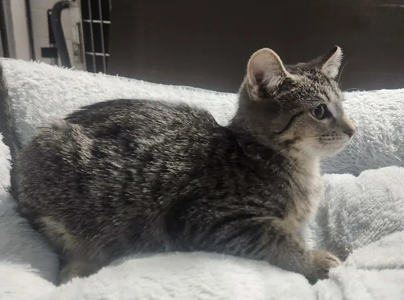 A young small-sized female Domestic Short Hair cat named Bambi for adoption in Lexington, TN