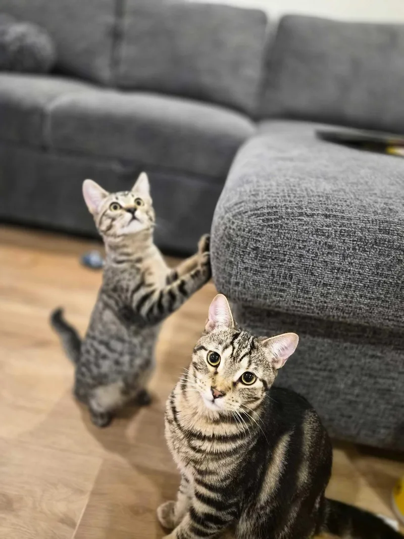 A baby large-sized male Tabby (Brown / Chocolate) Domestic Short Hair cat named Rocket Man and Benny for adoption in Seattle, WA