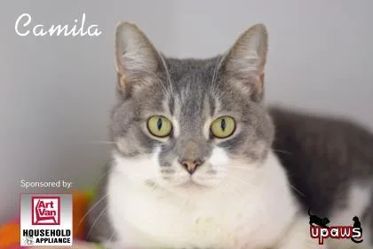 An adult medium-sized female Domestic Short Hair cat named Camila for adoption in Gwinn, MI