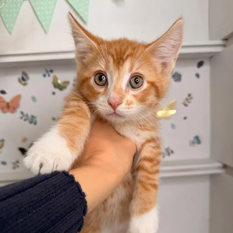 A baby small-sized male Orange / Red Domestic Short Hair cat named Pepperoni for adoption in Pasadena , MD