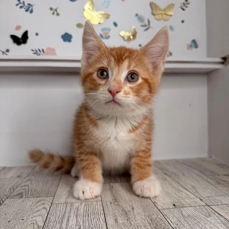 Pepperoni thumbnail 2