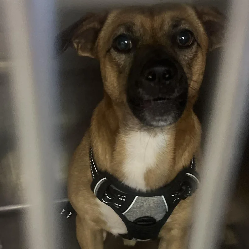 An adult small-sized male White / Cream Mixed Breed dog named Chase for adoption in Oak Hill, WV