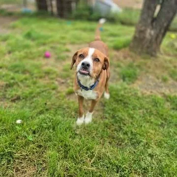 An adult medium-sized male Red / Chestnut / Orange Terrier dog named Boomer for adoption in Dover, AR