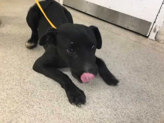 A young small-sized male Labrador Retriever dog named Rocco for adoption in Riverside, CA
