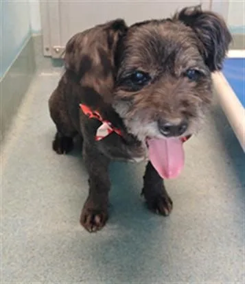 A senior medium-sized male Schnauzer dog named Rosco for adoption in Baldwin Park, CA