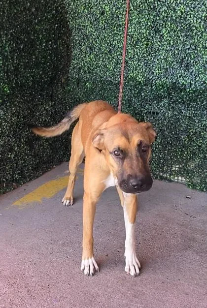 A young medium-sized female Brown / Chocolate Shepherd dog named 61658043 for adoption in El Paso, TX