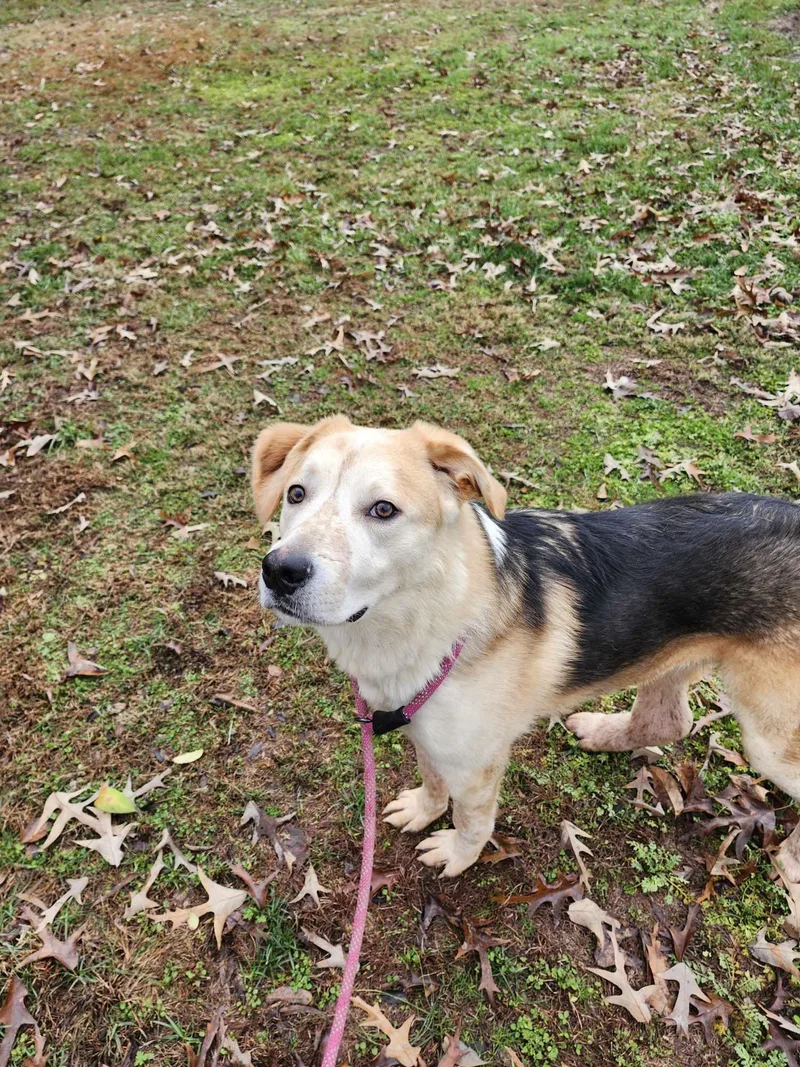 A young large-sized male Yellow / Tan / Blond / Fawn German Shepherd Dog dog named Barkley Special Needs for adoption in Hopkinsville, KY