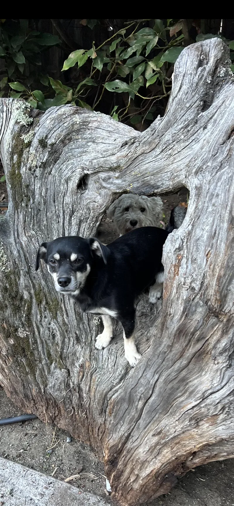 A young small-sized male Black Chihuahua dog named Ralphie for adoption in Hamden, CT