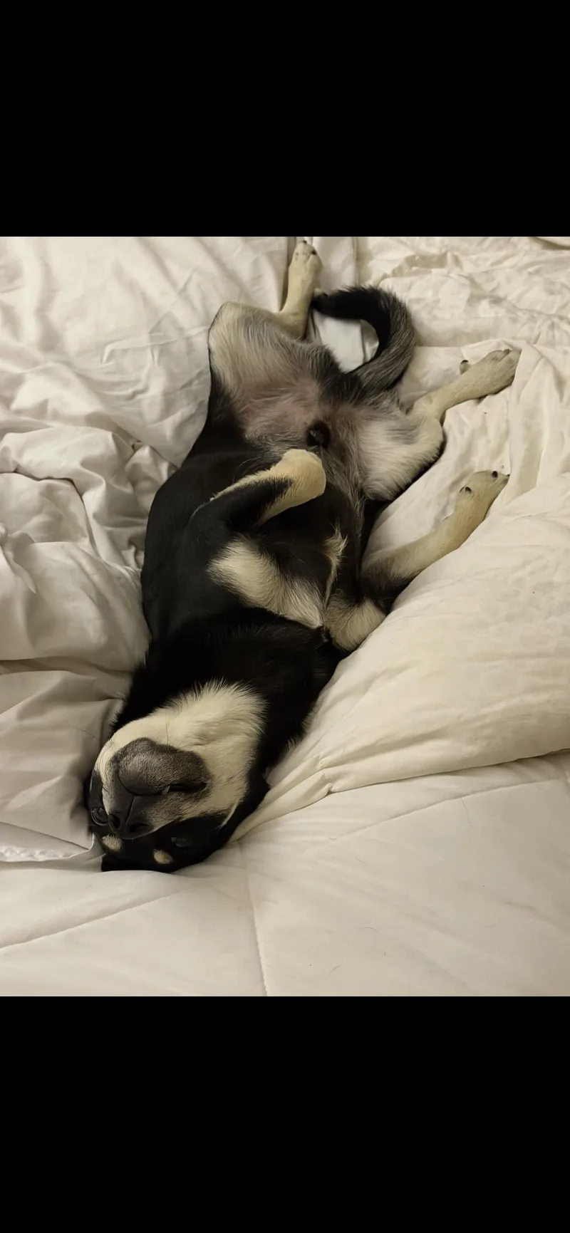 Ralphie thumbnail 2