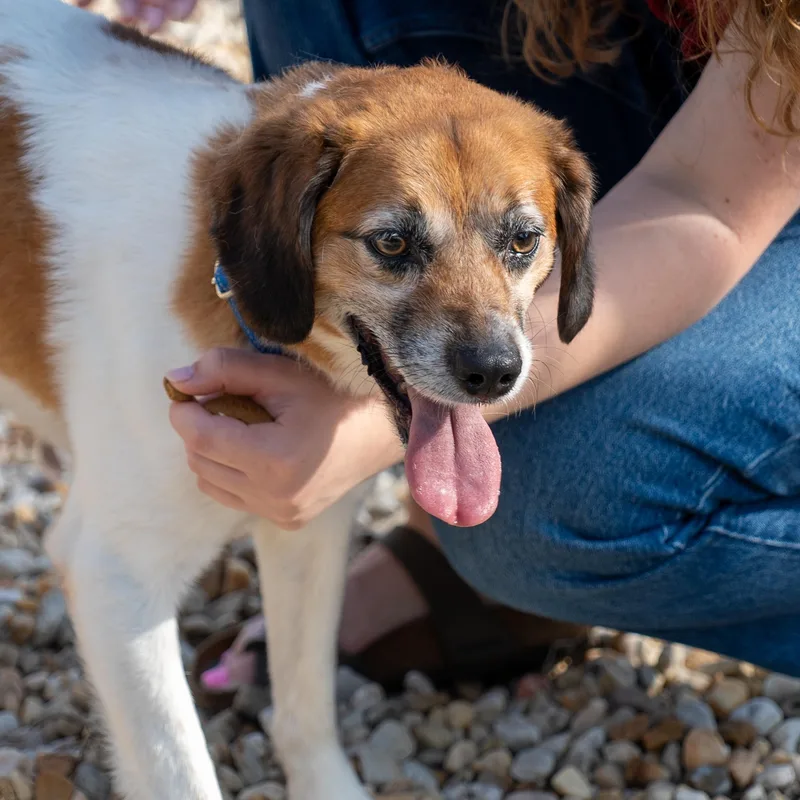 An adult medium-sized male Brittany Spaniel dog named Friday for adoption in King George, VA