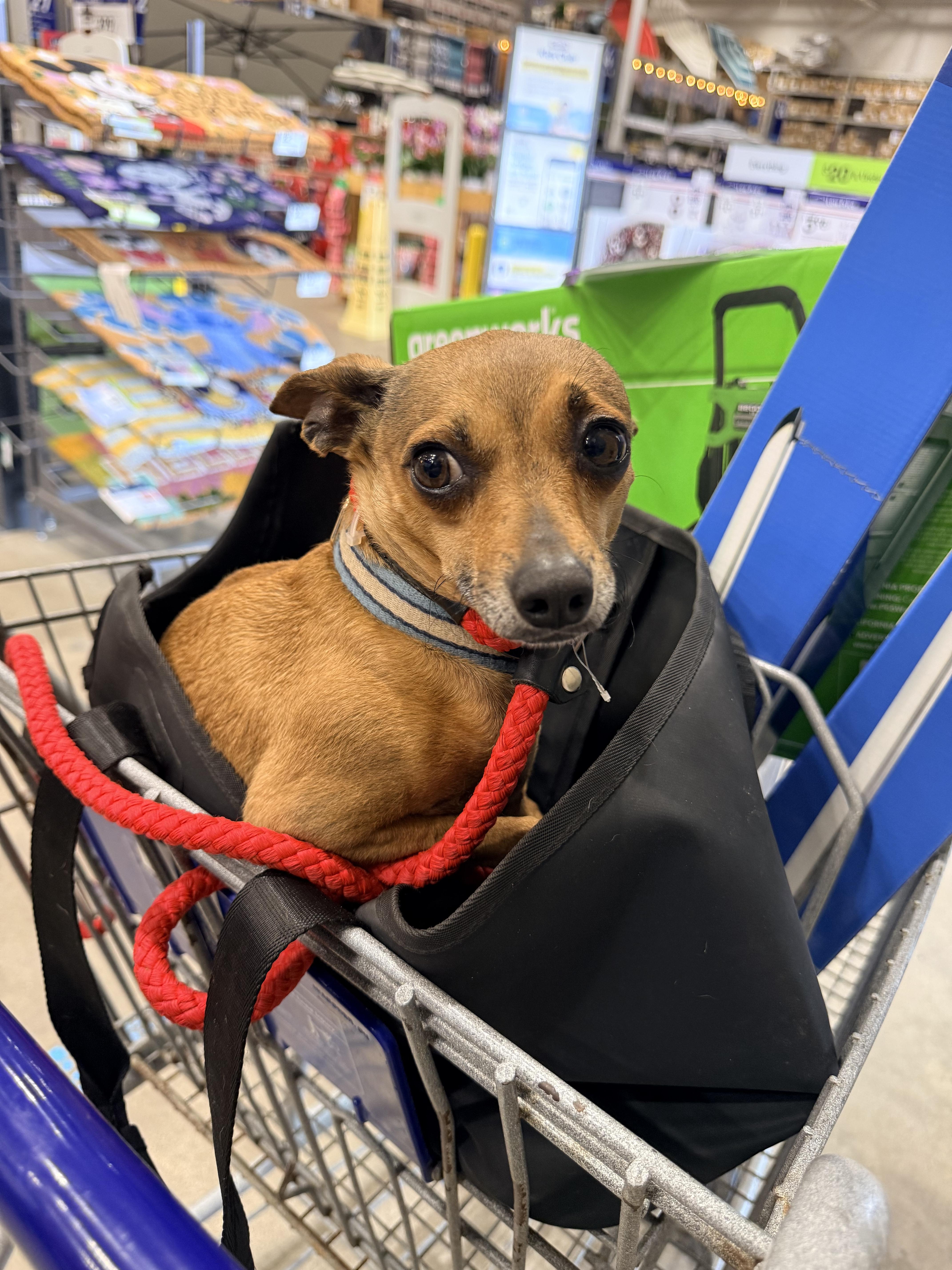 A young small-sized male Chihuahua dog named Slim Jim for adoption in Quinton, AL