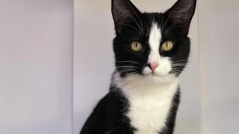 A young medium-sized male Black & White / Tuxedo Domestic Short Hair cat named Onyx for adoption in Santa Rosa, CA