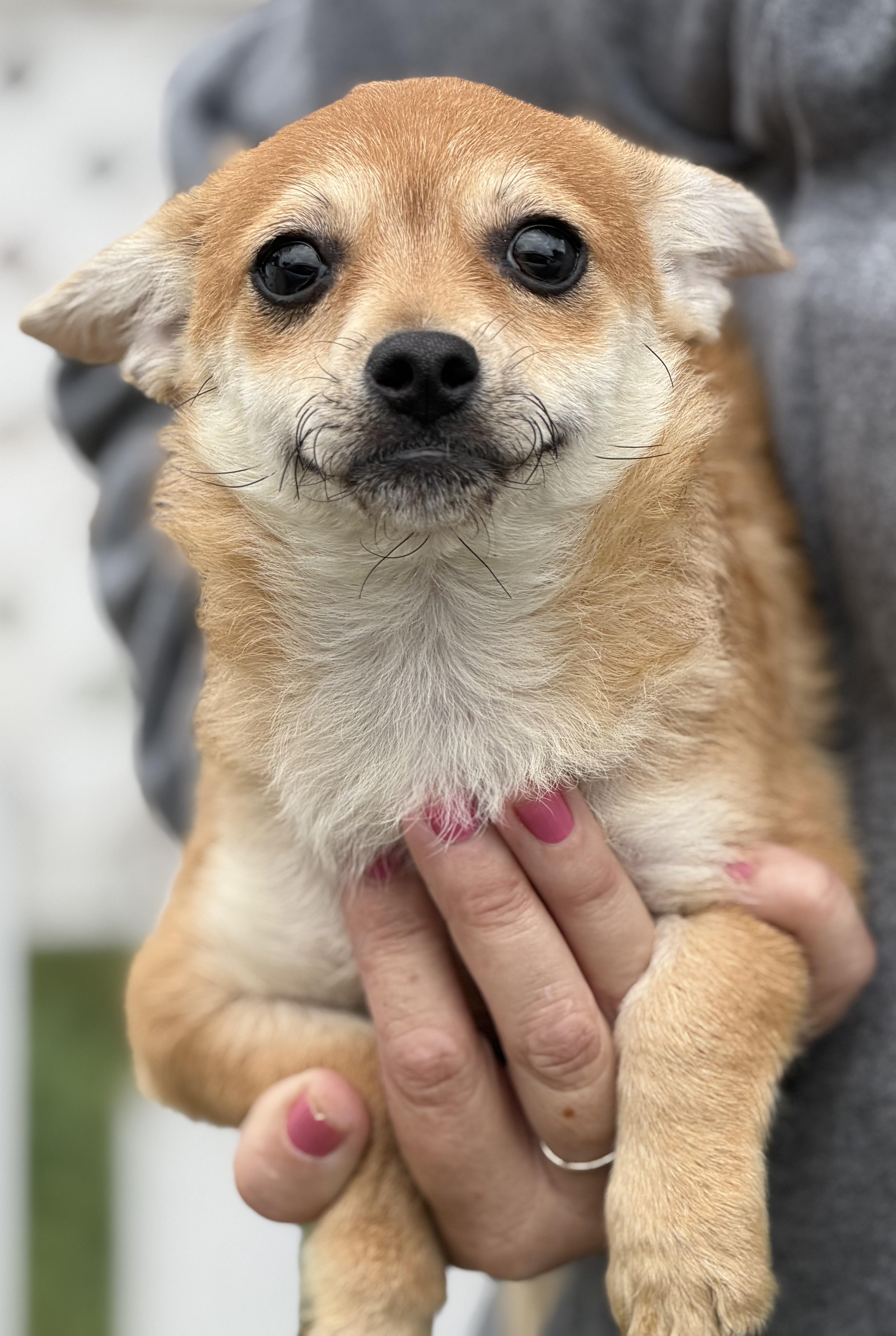 A baby small-sized female Chihuahua dog named Nicky for adoption in Yuba City, CA