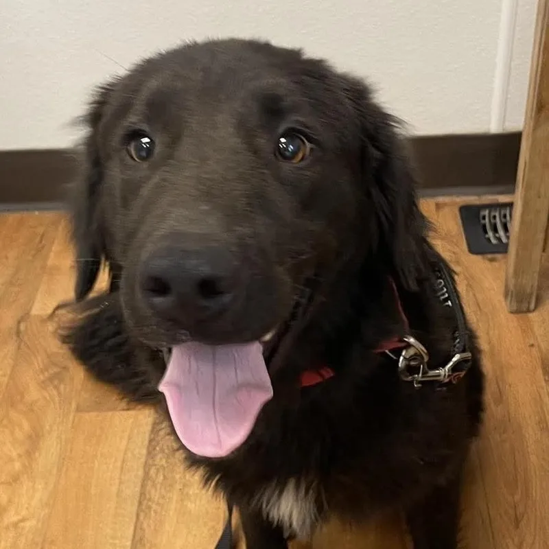 A young medium-sized male Black Golden Retriever dog named Calvin for adoption in Jay, NY
