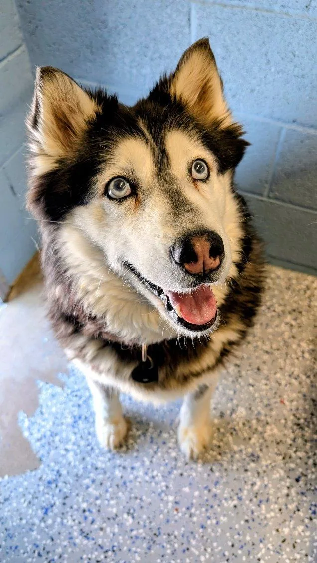 A senior medium-sized female Husky dog named Skye for adoption in Benson, AZ