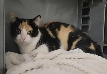 A baby medium-sized female Domestic Short Hair cat named Bandit for adoption in Elmira, NY