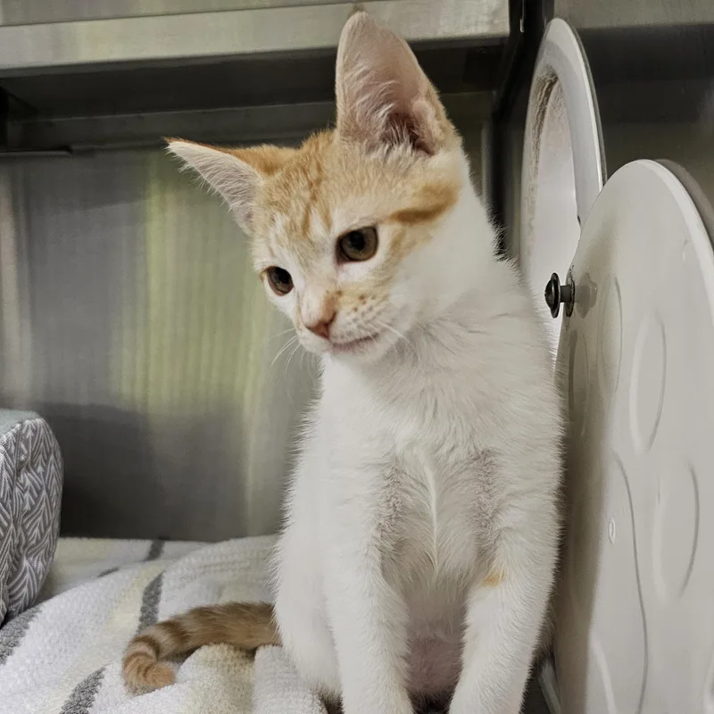 An adult medium-sized female Orange & White Domestic Short Hair cat named Goldie for adoption in Stratford, CT
