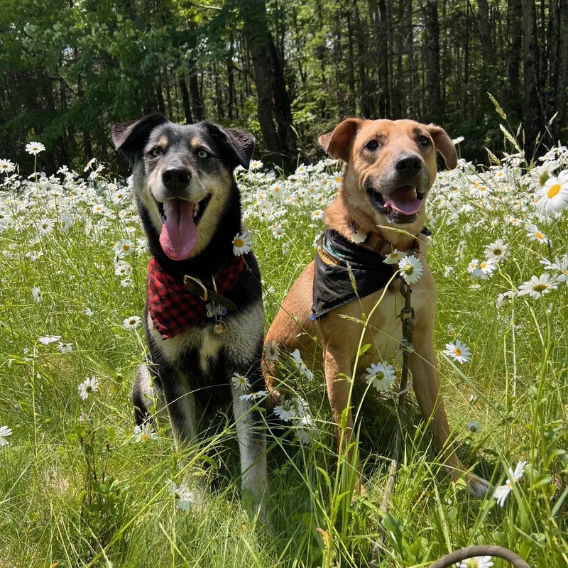 Desperado thumbnail 2