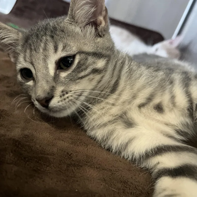 A baby small-sized male Tabby (Gray / Blue / Silver) Domestic Short Hair cat named George for adoption in Hammond, LA