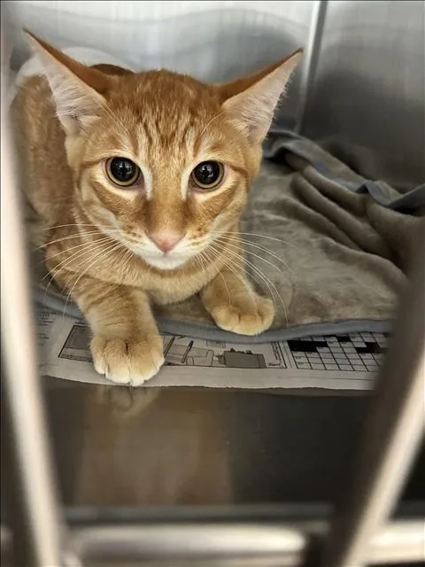 A baby medium-sized male Domestic Short Hair cat named Guinness for adoption in San Pedro, CA