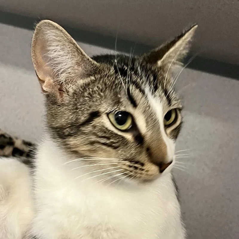 Willadeene thumbnail 3