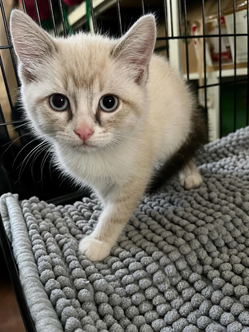 A baby small-sized male Blue Point Domestic Short Hair cat named Boba for adoption in Edmond, OK