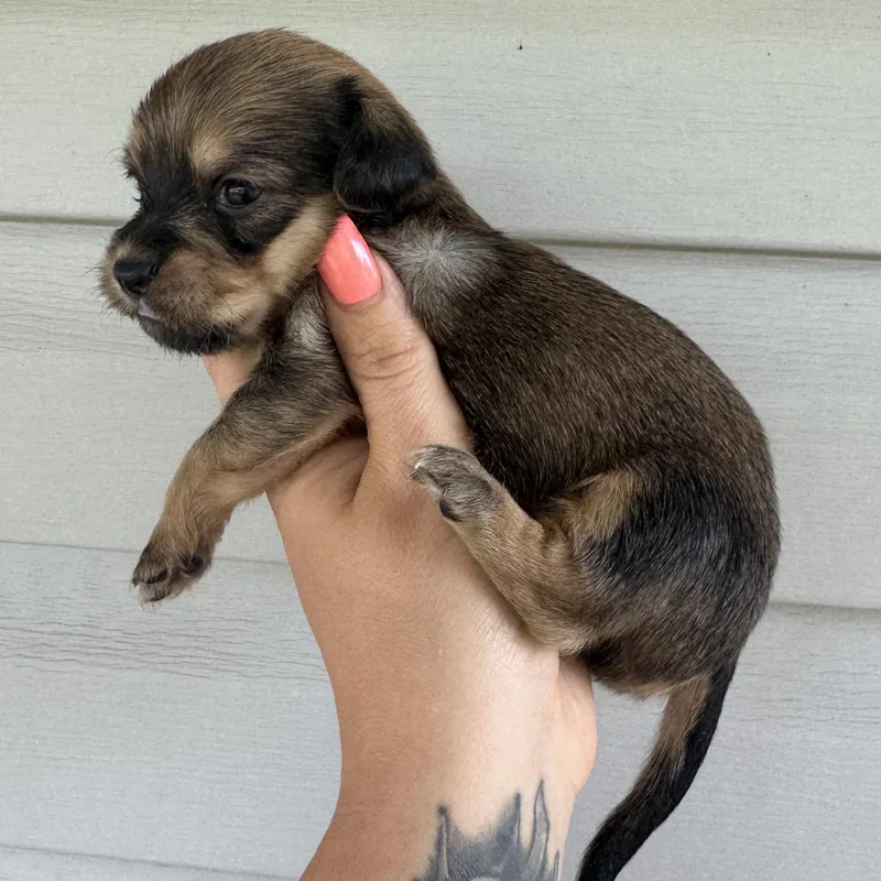 Honeydew thumbnail 2