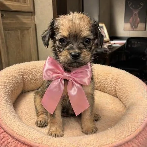 A baby small-sized female Bicolor Shih Tzu dog named Honeydew for adoption in Crosby, TX