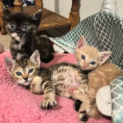 A baby small-sized female Buff / Tan / Fawn Domestic Short Hair cat named Ross for adoption in San Antonio, TX