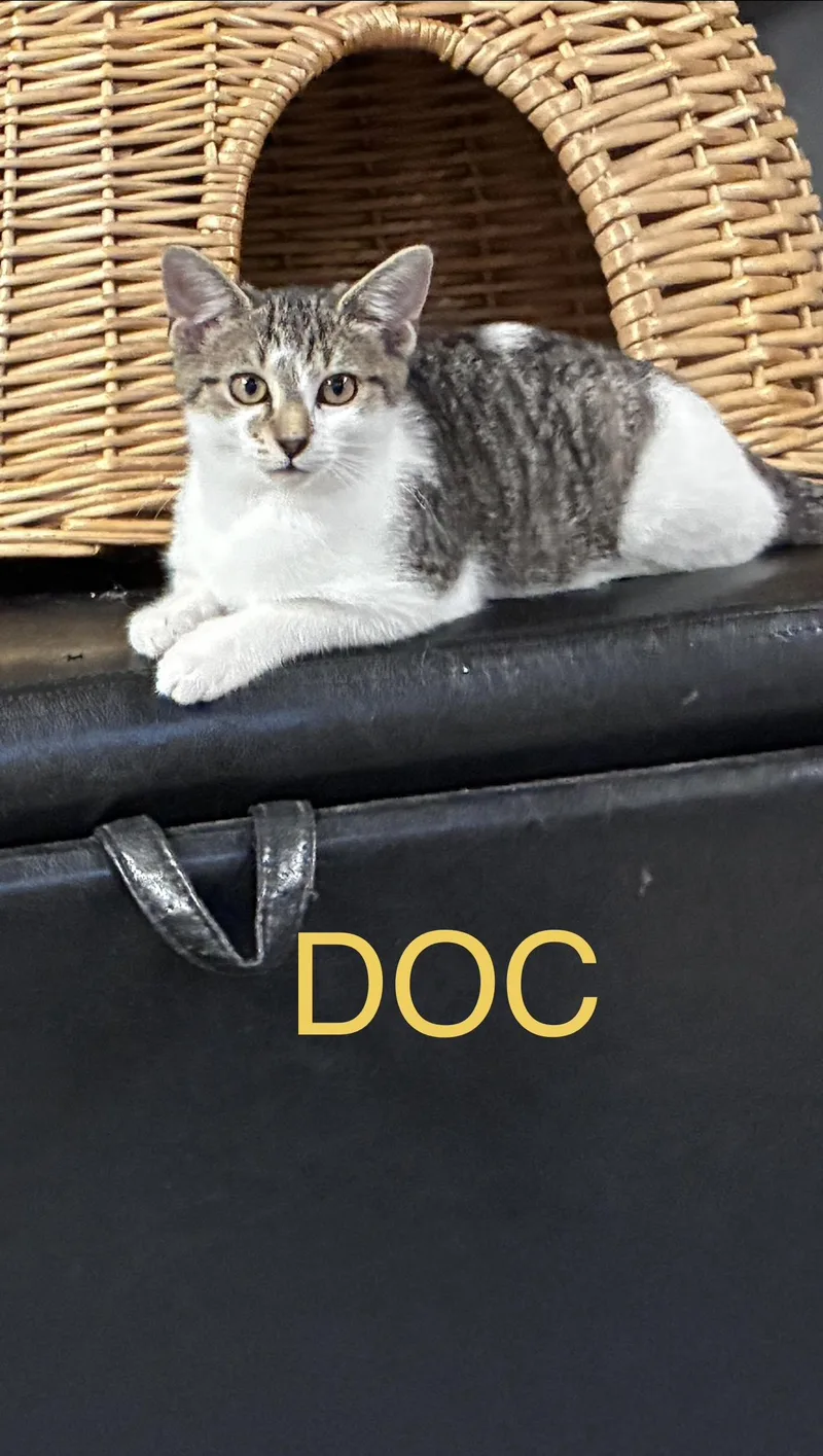 A baby small-sized male Black & White / Tuxedo Domestic Short Hair cat named Doc for adoption in Pittsburgh, PA
