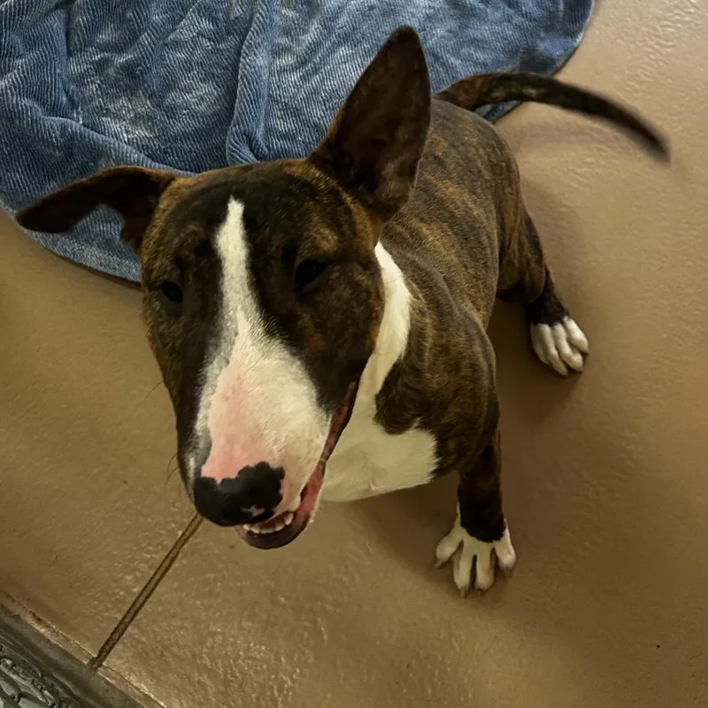 A young small-sized male Brown / Chocolate Bull Terrier dog named Chico for adoption in Reno, NV