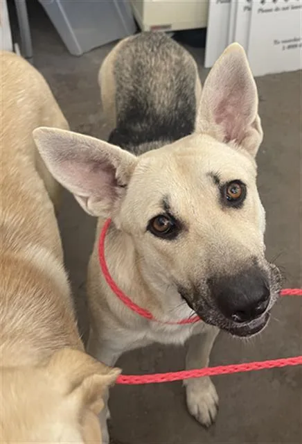 A young large-sized female Mixed Breed dog named Hera for adoption in Dallas, TX